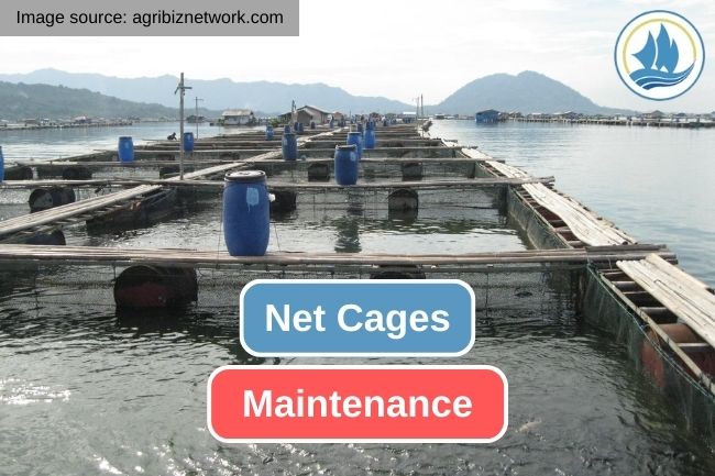 10 Aspects of Net Cage Maintenance System